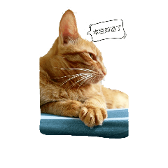 腸太后傲嬌日常