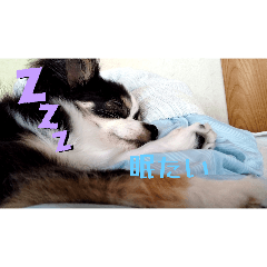 momo_20250416193607
