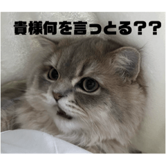 にゃんでもにゃんこ