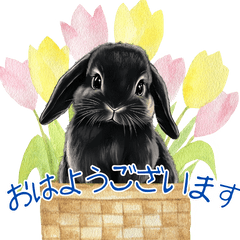 Bunny stamps for everyday use2