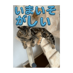 neko1456 2