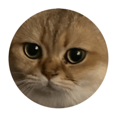 Mila Cat