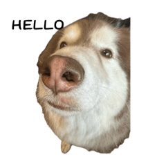 貓狗.