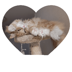 cat_20250416231724