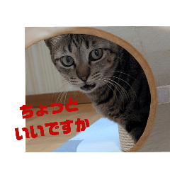 にゃんずの家スタンプ・2