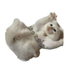 ぼす(猫)