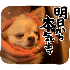 ayachan_20250417123819