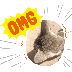 cat_20250411122427