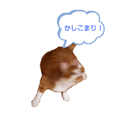 koto_20250417134859
