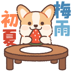 Rainy Season & Early Summer for Corgi