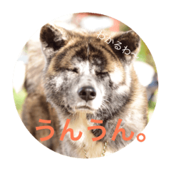 akitainu syuma