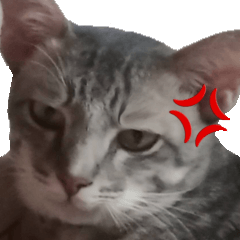 Cocoa & Chayen Cat Memes