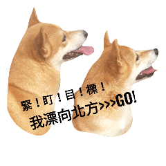 shibainu QAQ
