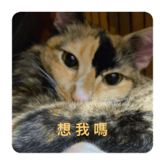 貓の日常.