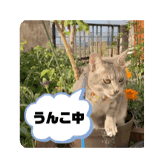 髙橋にゃんこ大集合②！