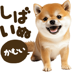 Shibainu mix [Kamui]