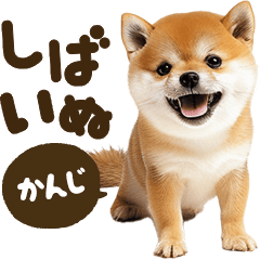 Shibainu mix [Kanji]