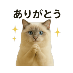 ラグドールのるいきゅんの日常スタンプ