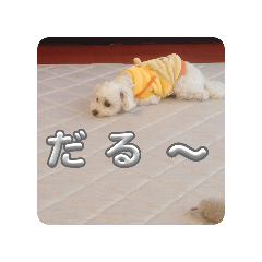 hirostanpdesu