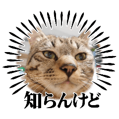おにゃあ？