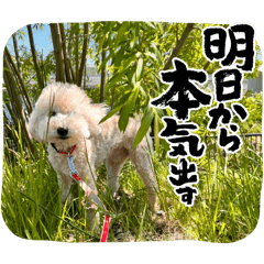 kinako_20250417183105