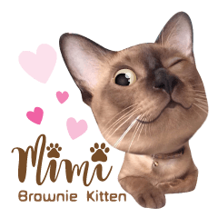 Mimi Brownie Kitten