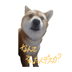 Moka2025funny