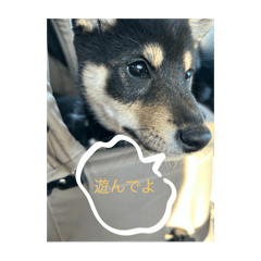 Sayuri_20250417204419