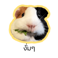 Mimie Guinea pig