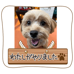 Maple_20250418105230