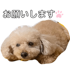 Shiro_20250417230026