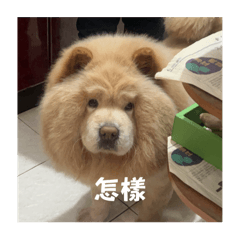 這也是辛巴