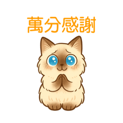 Nasa貓咪