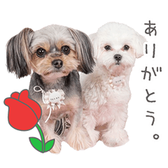 StampNo:5218