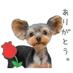 StampNo:5227