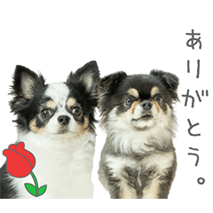 StampNo:5222
