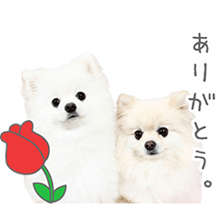 StampNo:5224