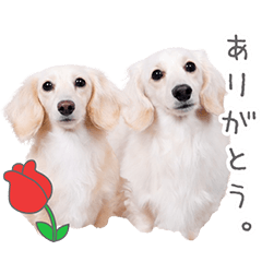 StampNo:5230