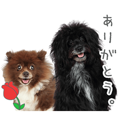 StampNo:5238