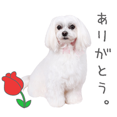 StampNo:5235