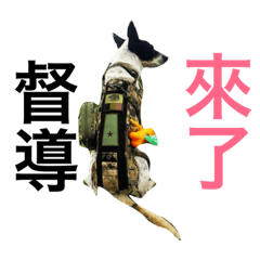ARMY dog life