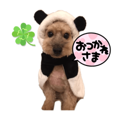 peco_20250417211118