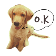 Golden(thoong thong_dog)