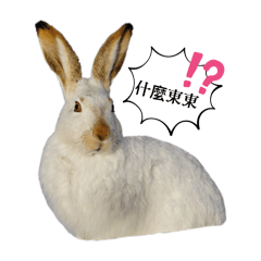 動物朋友們 第一彈