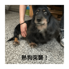 我是熱狗 熱狗是我
