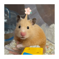 小薯薯薯