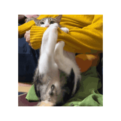 動動太狼