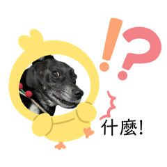 開心小土狗