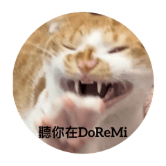 貓咪也不知道在幹嘛
