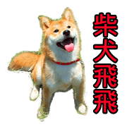 Shiba FeiFei Wishes You Happy New Year